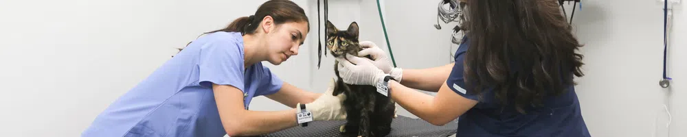Animal x-ray 